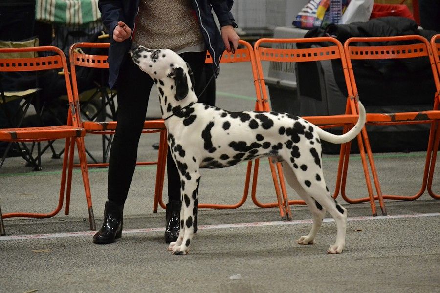 des Landes d'Iroise - Nimbus , 1ère expo canine