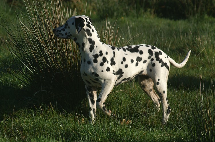 Damezell des Landes d'Iroise