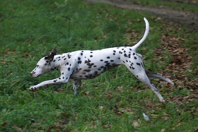 Arwen des Landes d'Iroise