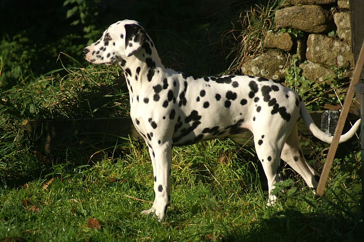 Damezell des Landes d'Iroise