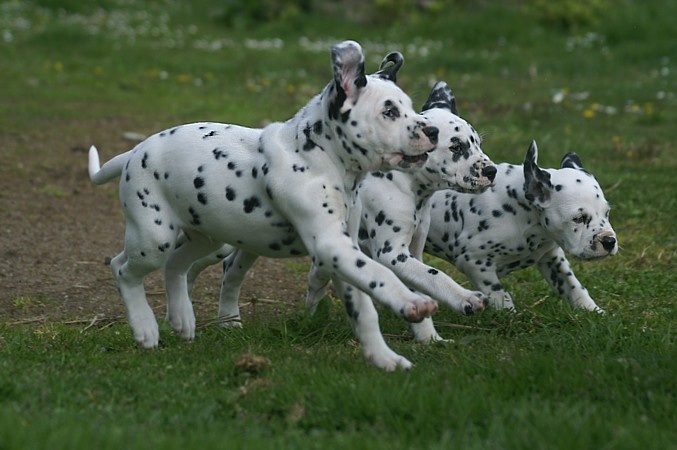 des Landes d'Iroise - Dalmatien - Portée née le 11/03/2012