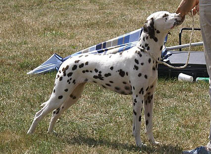 Arwen des Landes d'Iroise