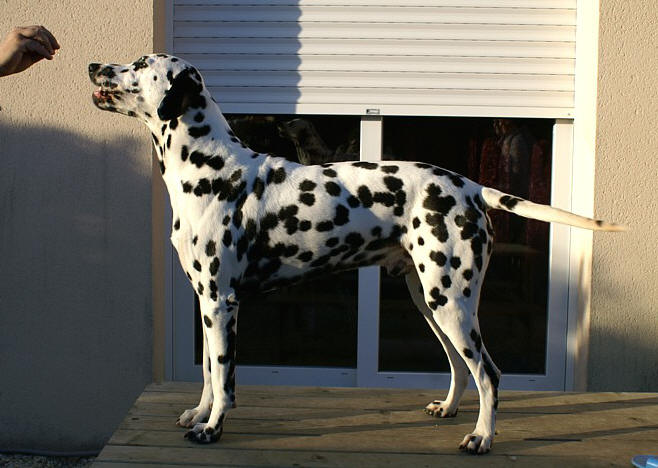 Athos des Landes d'Iroise