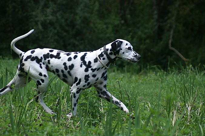Aurore ( dite Luba ) des Landes d'Iroise